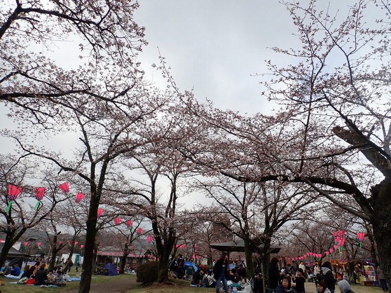 桜はまだかな飯能アルプス 多峯主山 天覧山 中央公園桜まつり 奥武蔵旅館 伊勢屋 ゆる登山だニャン