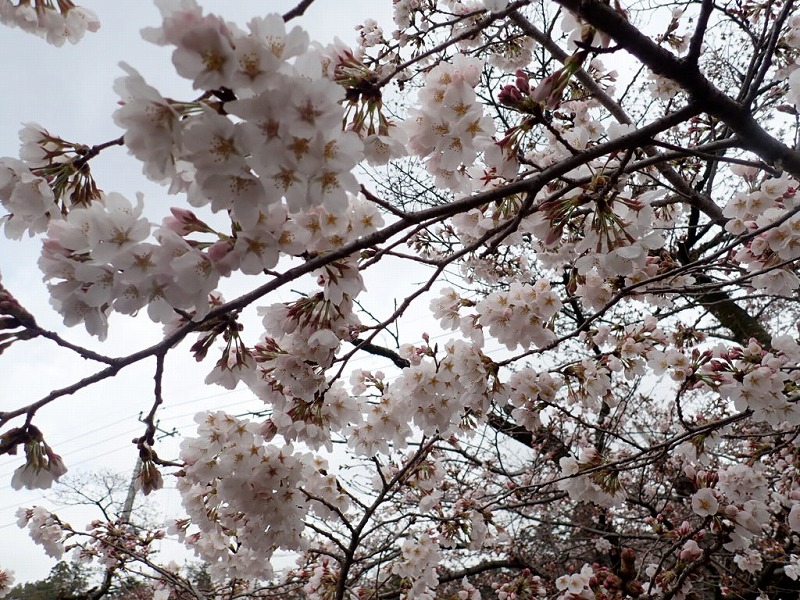 桜はまだかな飯能アルプス 多峯主山 天覧山 中央公園桜まつり 奥武蔵旅館 伊勢屋 ゆる登山だニャン