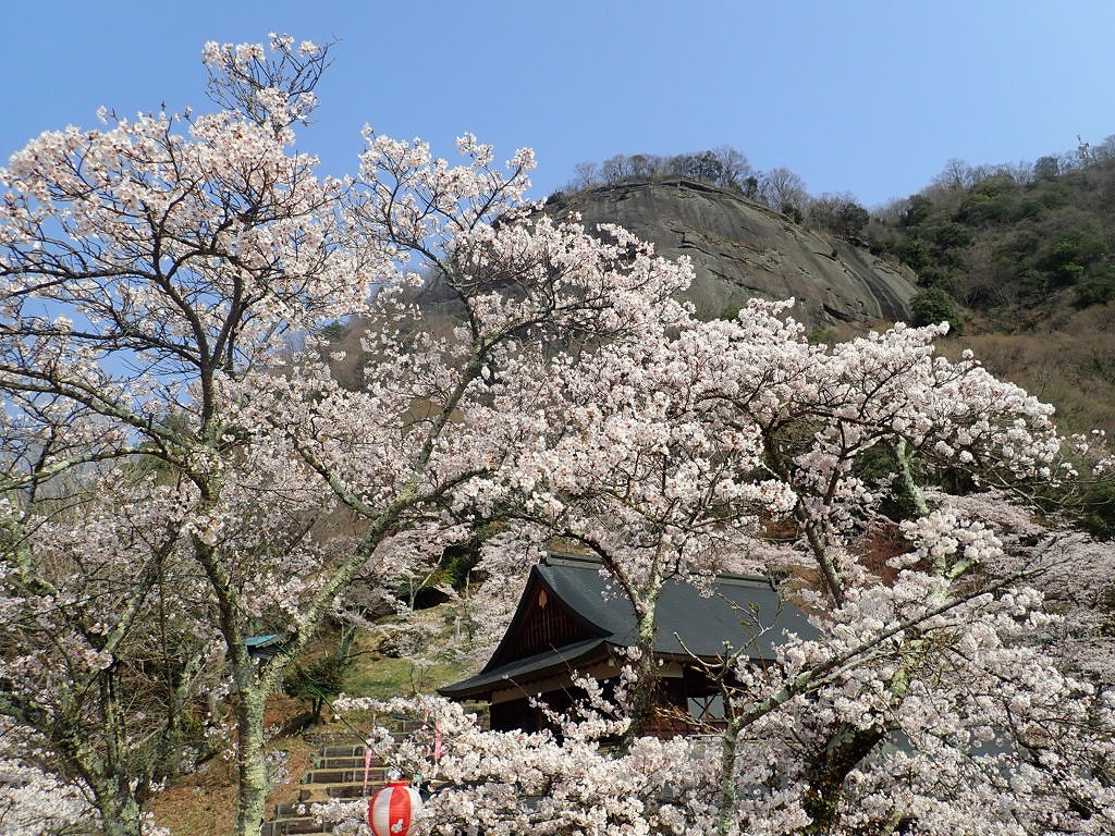 桜満開の岩殿山 稚児落とし 月cafe ゆる登山だニャン