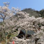 桜満開の岩殿山～稚児落とし～月cafe