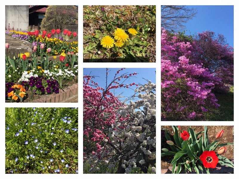 桜舞う武蔵五日市 小庄の桜 乙津花の里 茶房むべ 秋川渓谷瀬音の湯 ゆる登山だニャン