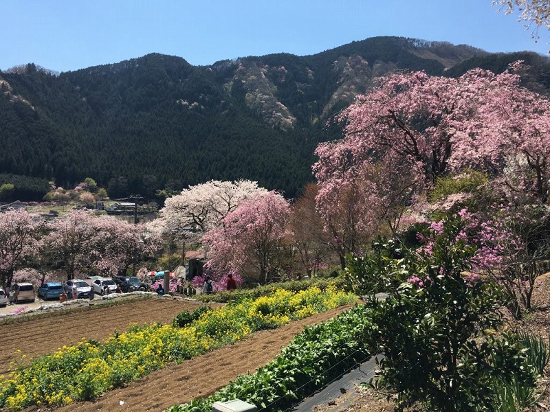 桜舞う武蔵五日市 小庄の桜 乙津花の里 茶房むべ 秋川渓谷瀬音の湯 ゆる登山だニャン