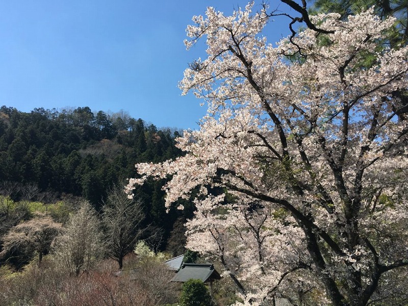 桜舞う武蔵五日市 小庄の桜 乙津花の里 茶房むべ 秋川渓谷瀬音の湯 ゆる登山だニャン