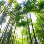 鎌倉アルプス・衣張山ハイキングコースで海街ダイアリー～竹の報国寺～秋本のしらす丼