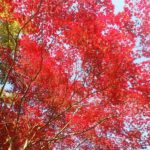 紅葉を楽しみながら御岳渓谷散歩～澤乃井で湯葉うどんと利き酒
