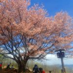 桜の見納めは棒ノ折山(棒ノ嶺)で～そば處 長寿庵